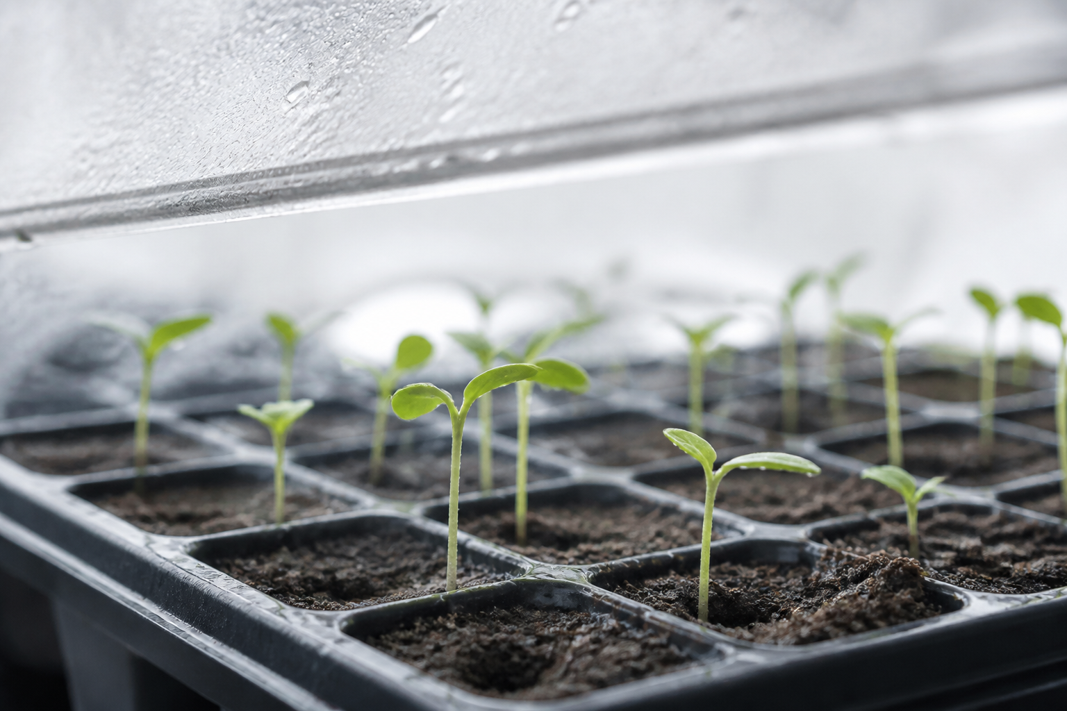 Mobile application early growth phase